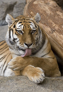 Бенгальский тигр